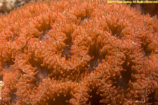 coral polyps